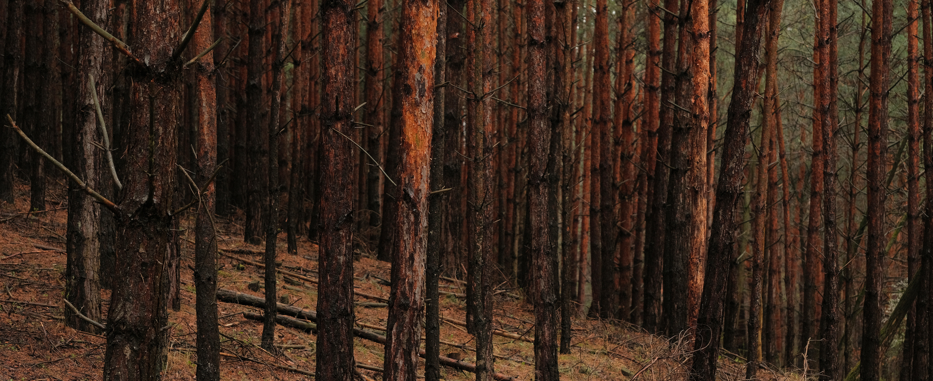 Bakony<br />Deep<br />Forest